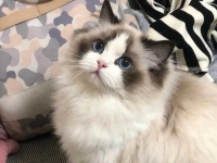 蓝双布偶猫幼猫纯种