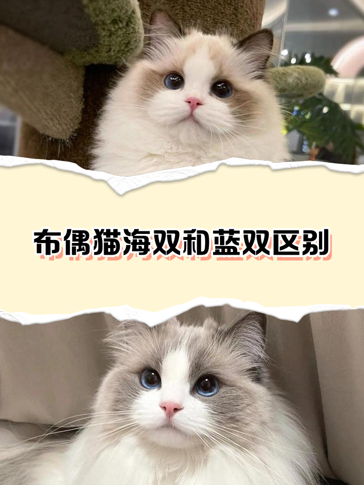 962bd40735fae6cd191ff1e51db30f2443a70f8e.png